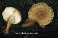 Leucopholiota decorosa-amf2068-1